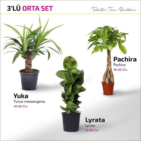 Orta Boy Set - Pachira - Yucca - Lyrata