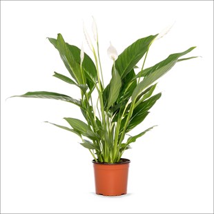 Favori Set - Areka Palmiyesi - Spathiphyllum - Paşa Kılıcı