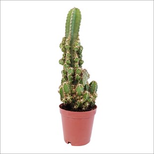 Mini Kaktüs - Cereus rependus Cactus (5.5 Cm)